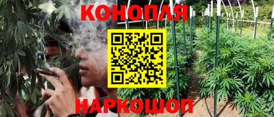шишки Кингисепп
